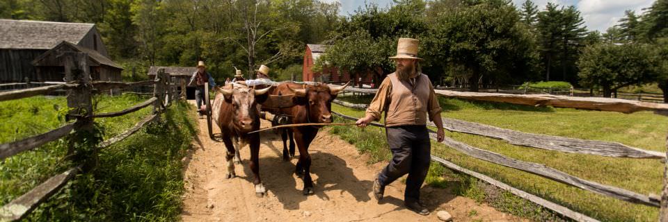 A costumed historian walks with a young team of oxen in training