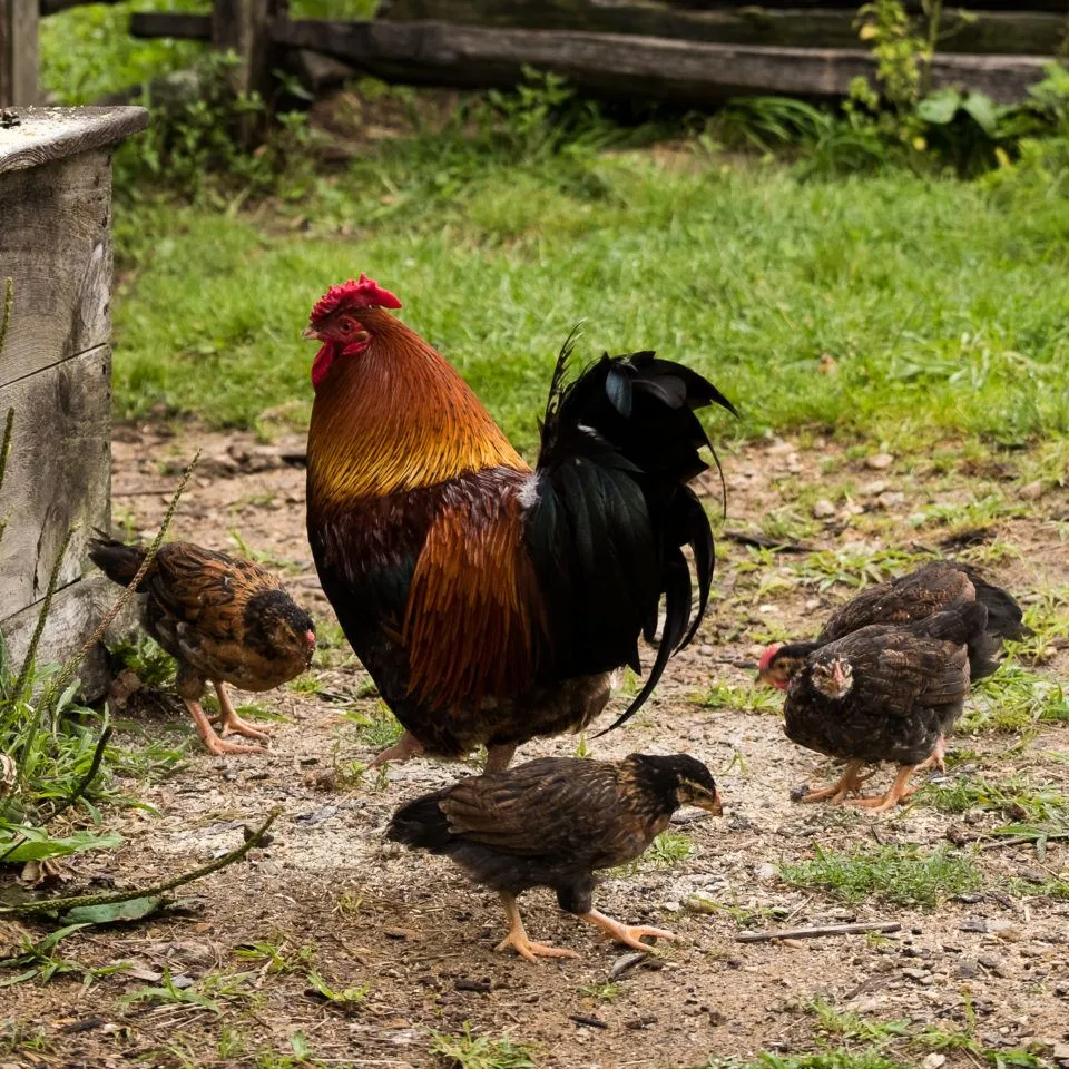 An adult chicken surrounded by 3 chicks at Old Sturbridge Village