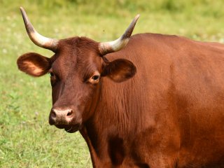 close up of a brown cow with horns