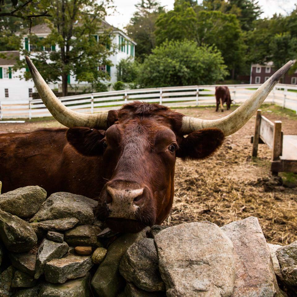 A pure-bred Devon ox