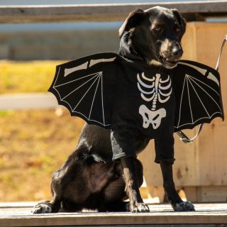 A dog dressed up in a bat costume