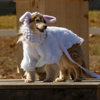 A small dog dressed as a sheep