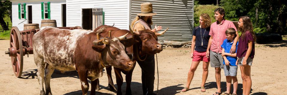 A family visits with a team of oxen