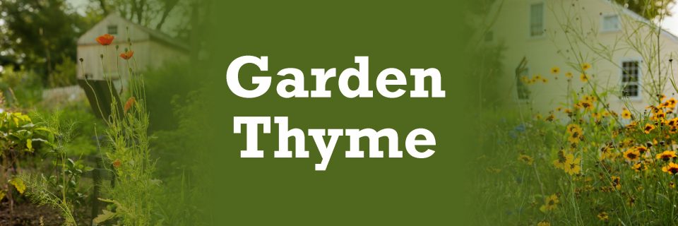 Garden Thyme