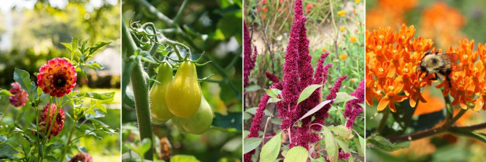 Various flowers and veggies growing in the garden