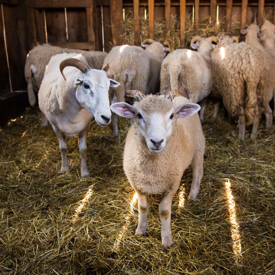Sheep in the barn at Old Sturbridge Village