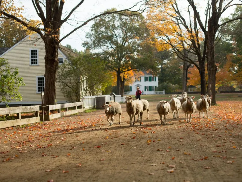 Sheep by the Common in fall
