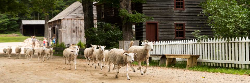 Sheep Running