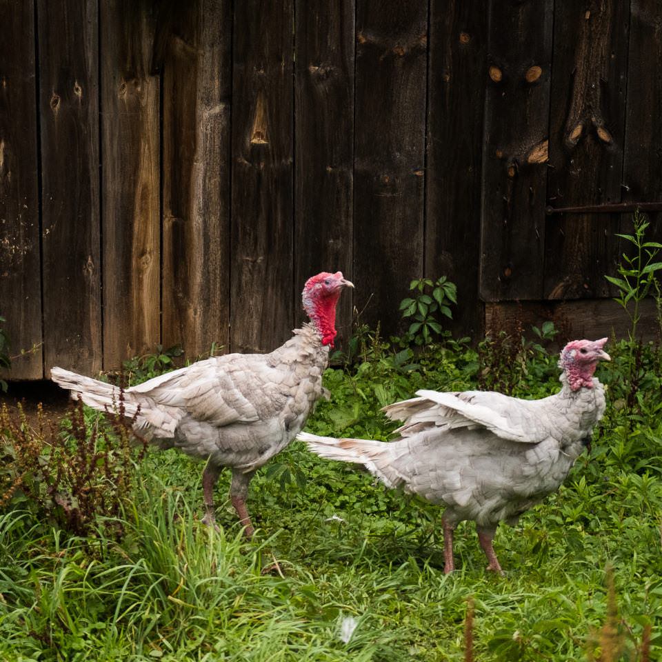 2 adult turkeys walking around